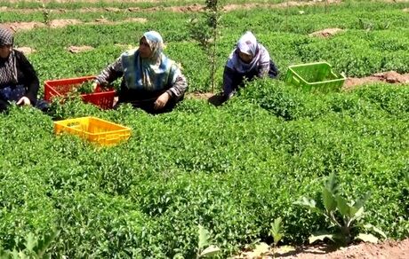 سطح زیر کشت نعنا در بجستان خراسان رضوی کاهش یافت