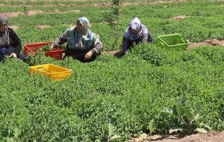 سطح زیر کشت نعنا در بجستان خراسان رضوی کاهش یافت