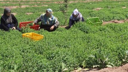 سطح زیر کشت نعنا در بجستان خراسان رضوی کاهش یافت