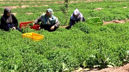 سطح زیر کشت نعنا در بجستان خراسان رضوی کاهش یافت