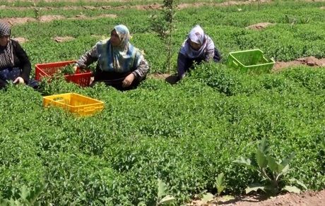 سطح زیر کشت نعنا در بجستان خراسان رضوی کاهش یافت