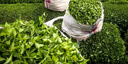 خرید ۵۲ هزار تن برگ سبز چای درجه یک و دو