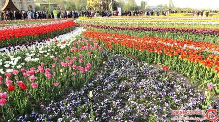 آغاز جشنواره گل‌ها در ارومیه از امروز