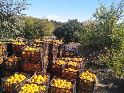 آغاز برداشت مرکبات از باغات قصرشیرین