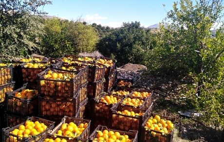 آغاز برداشت مرکبات از باغات قصرشیرین