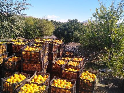 آغاز برداشت مرکبات از باغات قصرشیرین