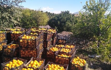آغاز برداشت مرکبات از باغات قصرشیرین
