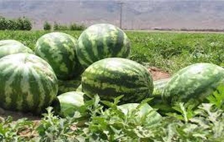 مصرف هندوانه در شب یلدا حدود ۱۱۰ هزار تن است