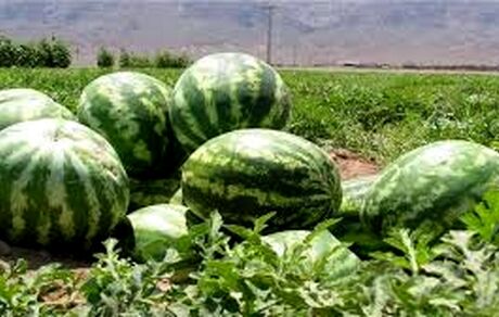 مصرف هندوانه در شب یلدا حدود ۱۱۰ هزار تن است