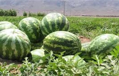 مصرف هندوانه در شب یلدا حدود ۱۱۰ هزار تن است