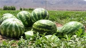 مصرف هندوانه در شب یلدا حدود ۱۱۰ هزار تن است
