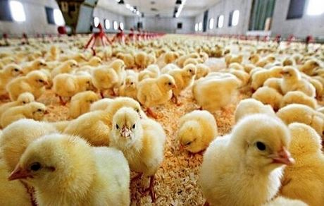 متوسط قیمت جوجه یکروزه به نزدیک ۱۰ هزار تومان رسید