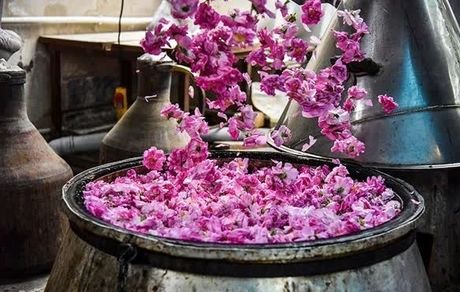 نخستین جشنواره گلاب‌گیری در شهر قزوین برگزار می‌شود
