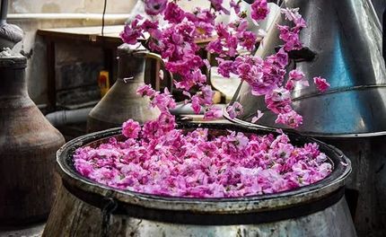 نخستین جشنواره گلاب‌گیری در شهر قزوین برگزار می‌شود