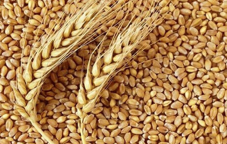 گندم برای تولید نان تا خردادماه ۱۴۰۲ تامین شده است