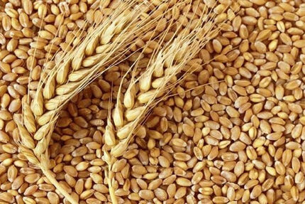 گندم برای تولید نان تا خردادماه ۱۴۰۲ تامین شده است