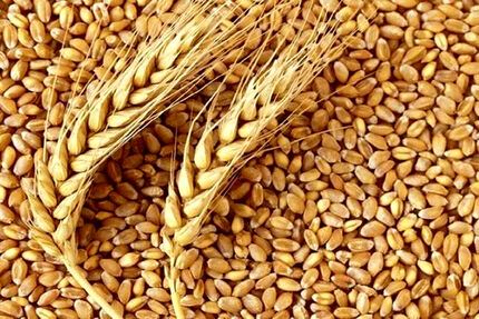 گندم برای تولید نان تا خردادماه ۱۴۰۲ تامین شده است