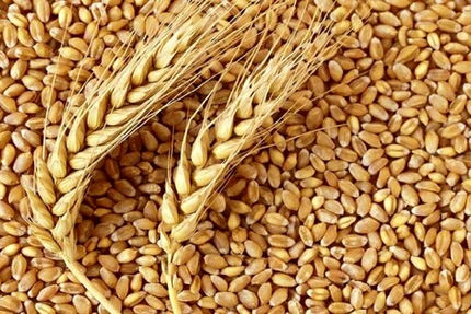 گندم برای تولید نان تا خردادماه ۱۴۰۲ تامین شده است