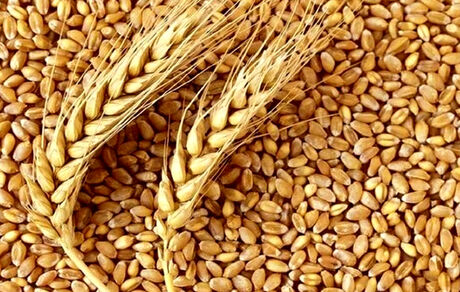 گندم برای تولید نان تا خردادماه ۱۴۰۲ تامین شده است