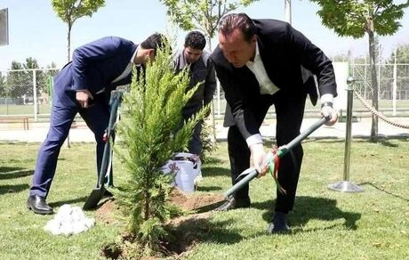 درخت ۱۶۵ میلیارد تومانی!