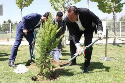 درخت ۱۶۵ میلیارد تومانی!