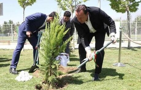 درخت ۱۶۵ میلیارد تومانی!