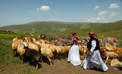 عشایر، یک چهارم گوشت کشور را تولید می‌کنند