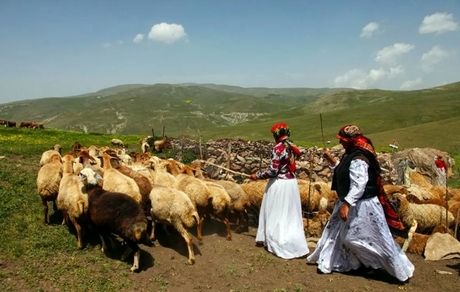 عشایر، یک چهارم گوشت کشور را تولید می‌کنند