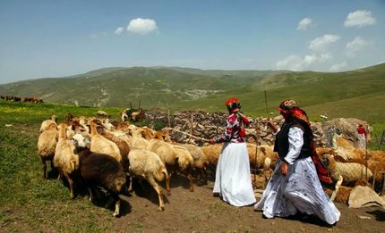 عشایر، یک چهارم گوشت کشور را تولید می‌کنند
