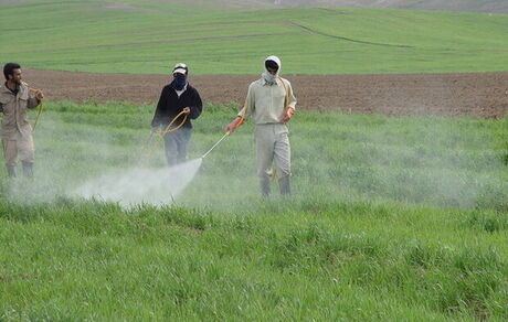 لغو ممنوعیت صادرات سموم و آفت‌کش‌های کشاورزی بعد از ۴ سال