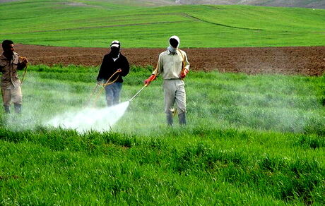 لغو ممنوعیت صادرات سموم و آفت‌کش‌های کشاورزی بعد از ۴ سال