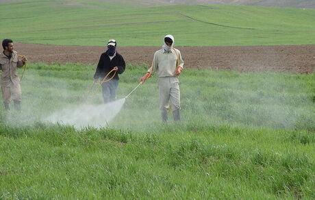لغو ممنوعیت صادرات سموم و آفت‌کش‌های کشاورزی بعد از ۴ سال