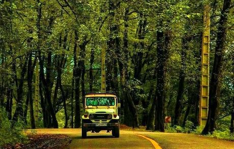 بهره برداری تجاری از درختان سرپا ممنوع است