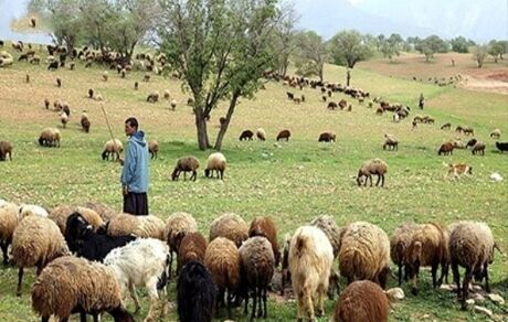 مصوبه آزادسازی صادرات دام زنده ابهام دارد/دام های زنده خریداری شوند