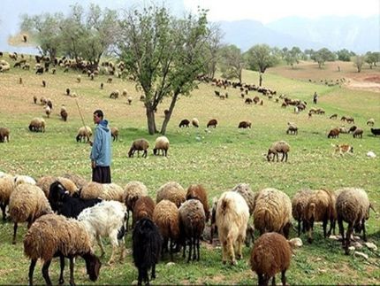 مصوبه آزادسازی صادرات دام زنده ابهام دارد/دام های زنده خریداری شوند