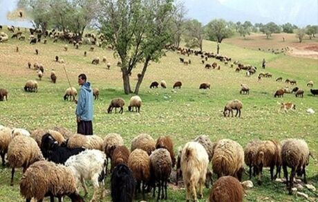 مصوبه آزادسازی صادرات دام زنده ابهام دارد/دام های زنده خریداری شوند