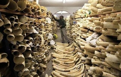 شبکه قاچاق عمده عاج فیل در آفریقا شناسایی شد