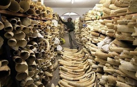 شبکه قاچاق عمده عاج فیل در آفریقا شناسایی شد