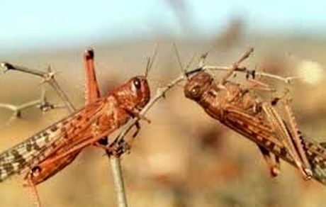 ملخ ها در کشور آرام گرفتند