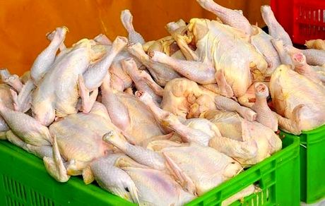 هم‌اکنون ۳۰ هزار تن مرغ مازاد در کشور مصرف می‌شود
