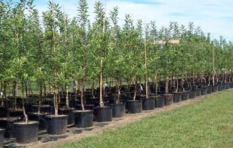 توزیع نهال رایگان در بوستان‌های منتخب مناطق ۲۲ گانه همزمان با روز طبیعت