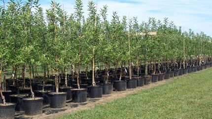 توزیع نهال رایگان در بوستان‌های منتخب مناطق ۲۲ گانه همزمان با روز طبیعت