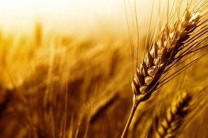 خرید تضمینی یک صد هزار تن گندم در استان اصفهان