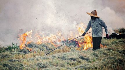 آتش زدن بقایای گیاه جرم است