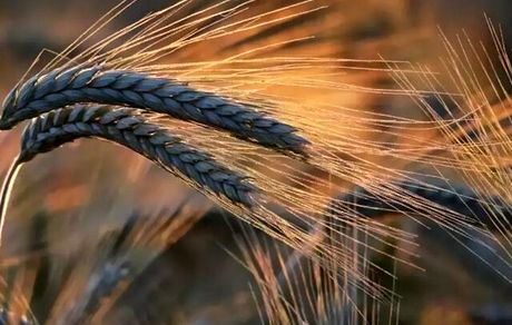 جزئیات صادرات ۴۷۰ میلیون دلاری ایران با آرد گندم