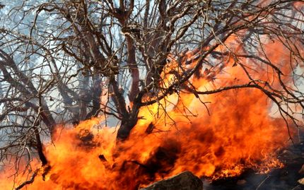 از بین رفتن ۱۹۱۶.۱۷ هکتار از مزارع، باغات و منابع طبیعی استان لرستان بدلیل آتش سوزی