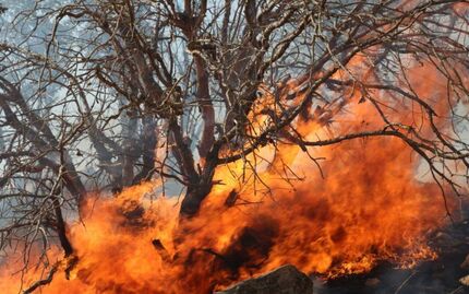 از بین رفتن ۱۹۱۶.۱۷ هکتار از مزارع، باغات و منابع طبیعی استان لرستان بدلیل آتش سوزی