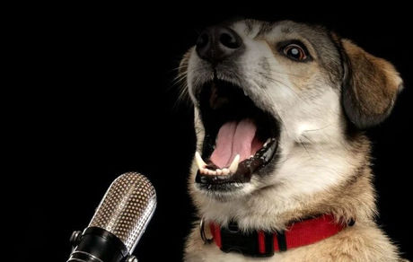 دانشمندان صدای سگ‌ها را با هوش مصنوعی ترجمه کردند