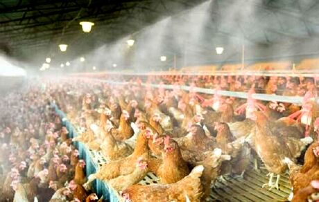 ضرر ۱۸ هزار تومانی مرغداران در فروش هر کیلو تخم مرغ/نهاده وجود دارد ولی گران است