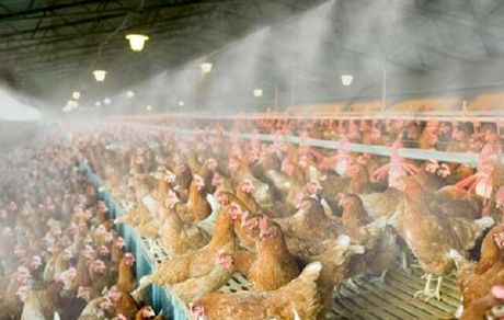 ضرر ۱۸ هزار تومانی مرغداران در فروش هر کیلو تخم مرغ/نهاده وجود دارد ولی گران است